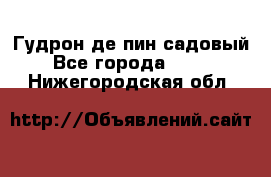 Гудрон де пин садовый - Все города  »    . Нижегородская обл.